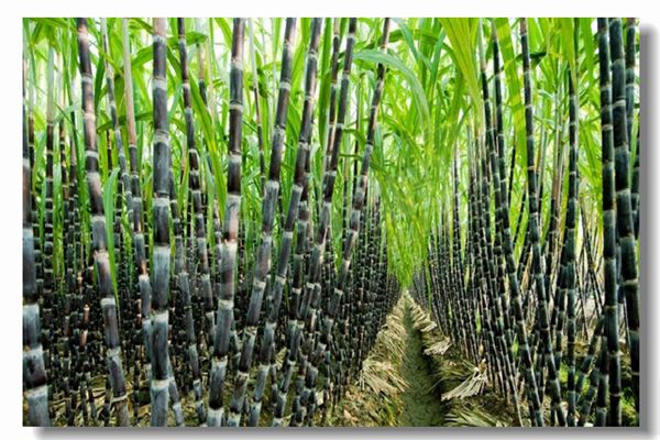 采暖锅炉十台甫牌有哪些？？？