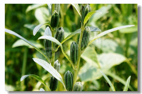 循环流化床锅炉内有传热历程有哪些？